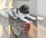 Small #1 Bernedoodle