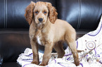 Small Photo #3 Goldendoodle (Miniature) Puppy For Sale in CLAY, PA, USA