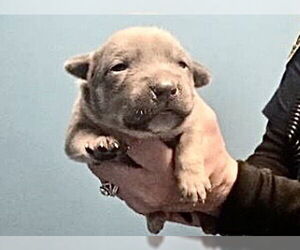 Mutt Dogs for adoption in Houston, TX, USA