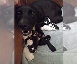 Small Photo #4 Labbe Puppy For Sale in Aurora, IN, USA