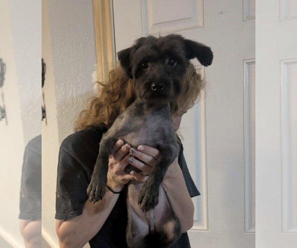 Medium Photo #1 Mutt Puppy For Sale in Grafton, WI, USA