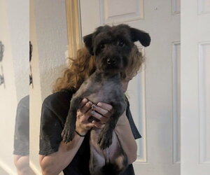 Mutt Dogs for adoption in Grafton, WI, USA