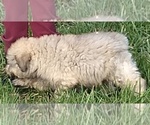 Small Photo #3 Bouvier Des Flandres Puppy For Sale in AMBOY, WA, USA