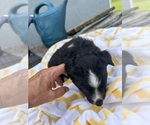 Small Photo #11 Miniature Australian Shepherd Puppy For Sale in BUSH, LA, USA