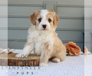 Bernedoodle (Miniature) Puppy for sale in NARVON, PA, USA