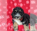Small Photo #4 Bernedoodle-Poodle (Standard) Mix Puppy For Sale in CHRISTIANA, PA, USA