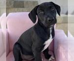 Small #4 Labrador Retriever Mix