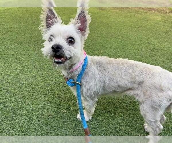 Medium Photo #1 Mutt Puppy For Sale in Ojai, CA, USA