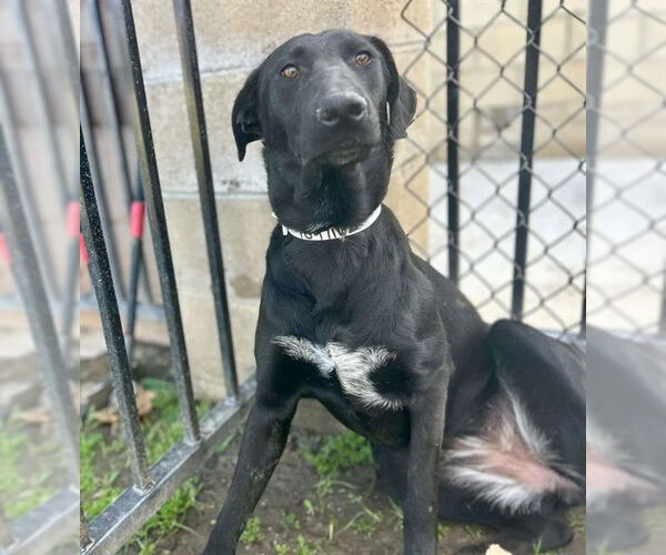 Medium Photo #2 Mutt Puppy For Sale in Riverside, CA, USA