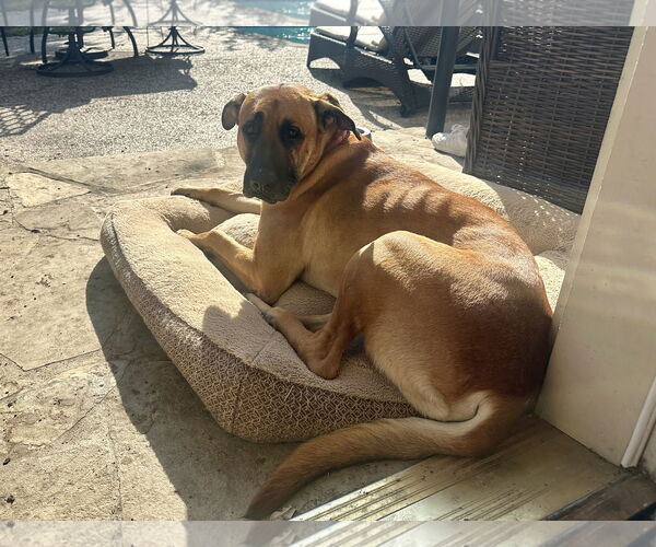 Medium Photo #2 Mutt Puppy For Sale in Royse City, TX, USA