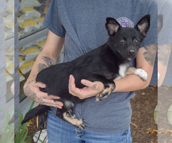 Medium Photo #2 Corillon Puppy For Sale in Huntley, IL, USA