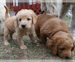 Small Photo #8 Labradoodle Puppy For Sale in DENVER, CO, USA