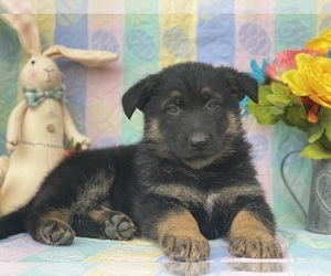 German Shepherd Dog Puppy for sale in LANCASTER, PA, USA