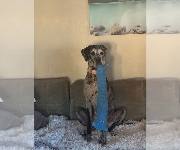 Medium Photo #6 Great Dane Puppy For Sale in Bullard, TX, USA