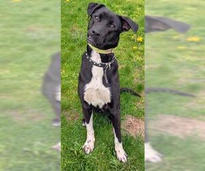 Labrador Retriever-Unknown Mix Dogs for adoption in Akron, OH, USA