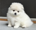 Small #1 Pomeranian