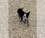 Small #4 Mutt