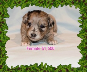 Aussiedoodle-Australian Shepherd Mix Puppy for sale in BELLWOOD, NE, USA