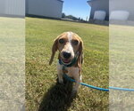 Fable - Female Beagle Dog for Adoption - Small photo