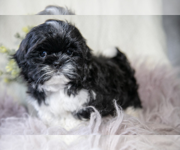 Medium Photo #7 Shih Tzu Puppy For Sale in MIDDLEBURY, IN, USA