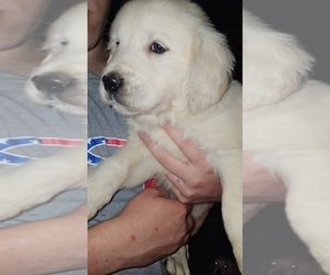 English Cream Golden Retriever Puppy for sale in HARTFORD, WI, USA