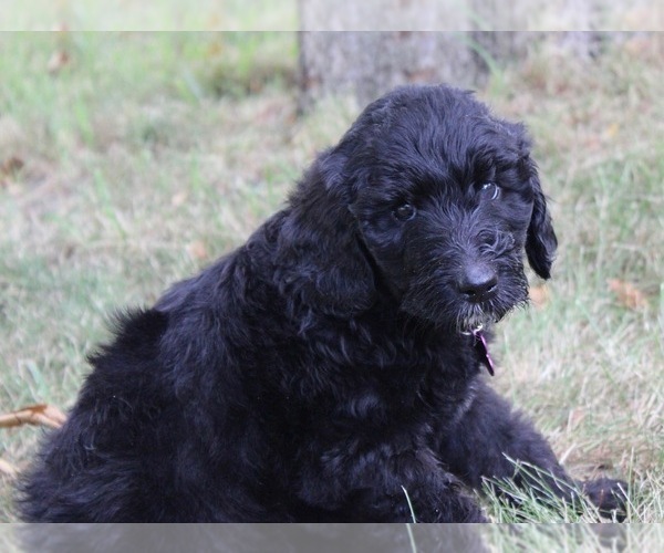 Medium Photo #52 Goldendoodle Puppy For Sale in HOWARD CITY, MI, USA