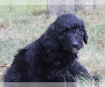 Small Photo #52 Goldendoodle Puppy For Sale in HOWARD CITY, MI, USA
