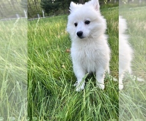 Miniature American Eskimo Puppy for sale in DURHAM, CT, USA