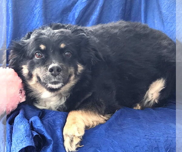 Medium Photo #5 Australian Shepherd-Unknown Mix Puppy For Sale in Cuba, NY, USA