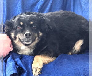 Layla Walworth Kramer - Female Australian Shepherd-Unknown Mix Dog for Adoption - Photo #5