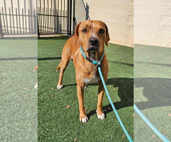 Medium Photo #3 Mutt Puppy For Sale in Rockwall, TX, USA