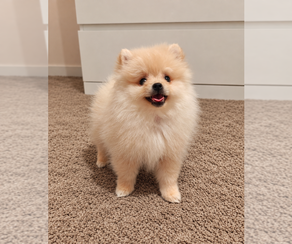 Medium Photo #1 Pomeranian Puppy For Sale in ROSEVILLE, CA, USA