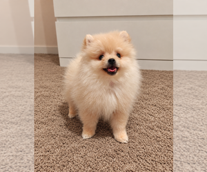 Pomeranian Puppy for sale in ROSEVILLE, CA, USA