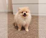 Small Photo #1 Pomeranian Puppy For Sale in ROSEVILLE, CA, USA