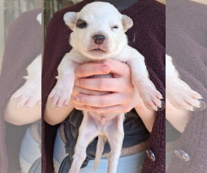 Mutt Dogs for adoption in Holly Springs, NC, USA