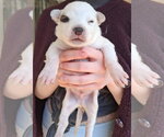 Small Mutt