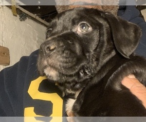 Rottweiler-American Pit Bull Terrier Puppy for sale in CLEVELAND, OH, USA
