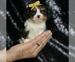 Puppy Ravenclaw AKC Cavalier King Charles Spaniel