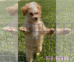 Small #1 Maltese-Poodle (Toy) Mix