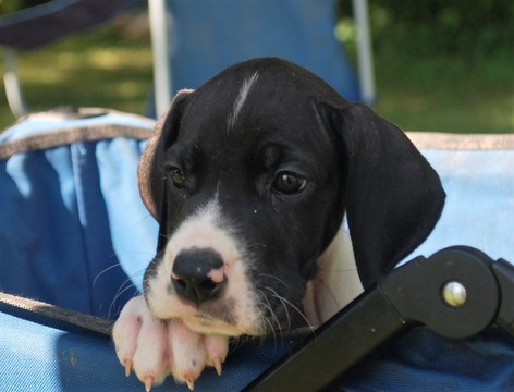 Medium Photo #1 Great Dane Puppy For Sale in SPRINGFIELD, MO, USA