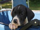 Small Photo #1 Great Dane Puppy For Sale in SPRINGFIELD, MO, USA