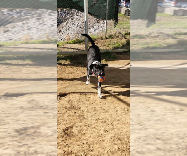 Medium Photo #4 Beagle-Unknown Mix Puppy For Sale in Evansville, IN, USA