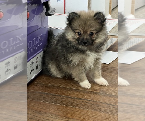 Medium Photo #1 Pomeranian Puppy For Sale in BEECH GROVE, IN, USA