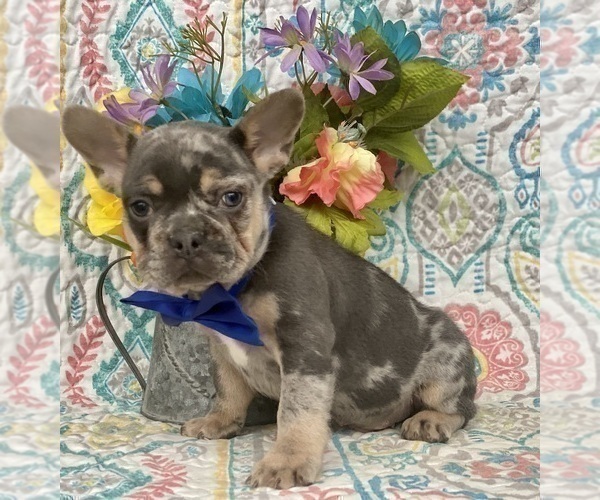 Medium Photo #4 French Bulldog Puppy For Sale in OXFORD, PA, USA