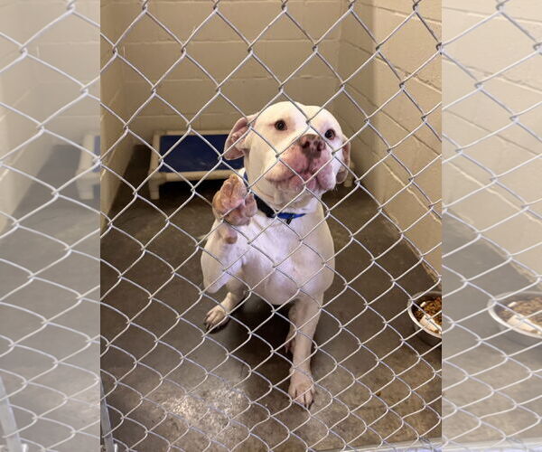 Medium Photo #3 American Bulldog-Unknown Mix Puppy For Sale in Euless, TX, USA