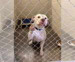 Small #2 American Bulldog Mix