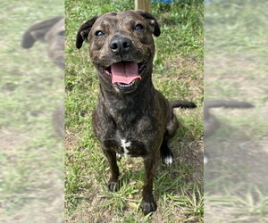Mutt Dogs for adoption in Augusta, GA, USA