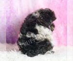 Small #5 Poodle (Toy)