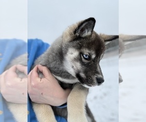 Siberian Husky Puppy for sale in FAIRVIEW, MI, USA