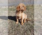 Puppy Anne Golden Shepherd